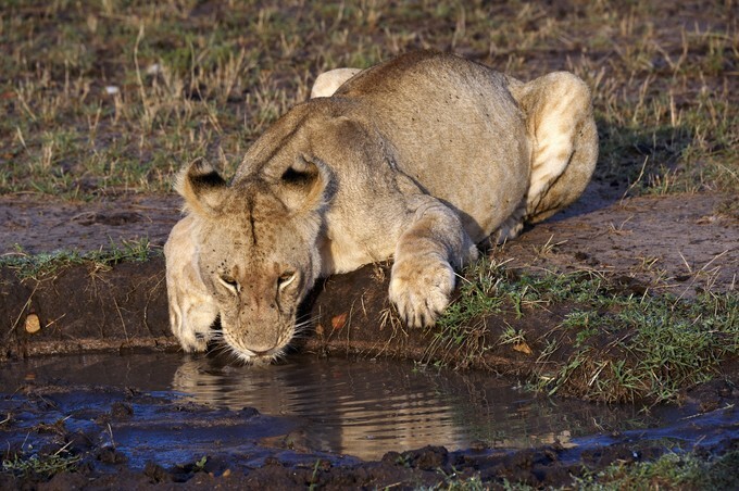 Leone, drinking water in the Masai Mara National Park (Africa)